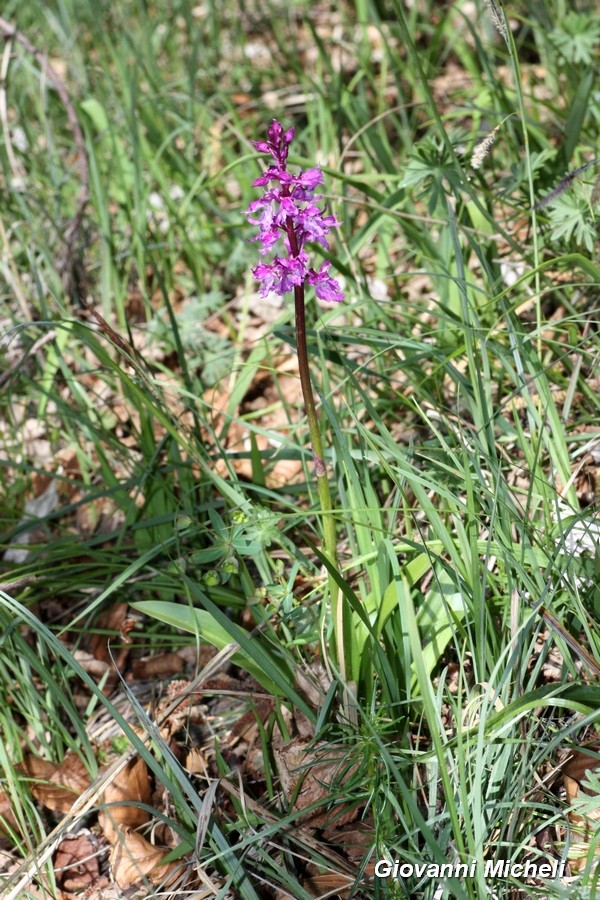 Orchis mascula